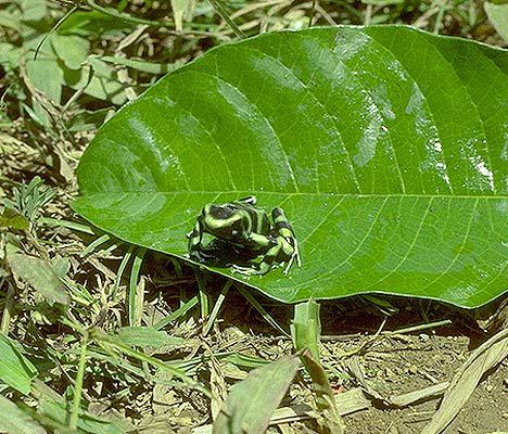 Dendrobates