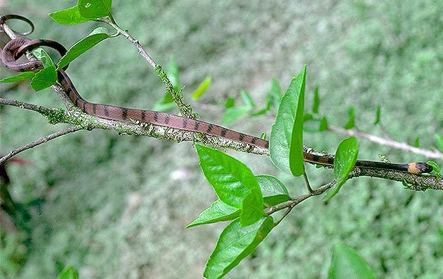 Siphlophis compressus