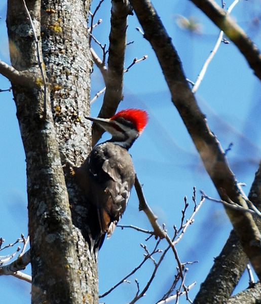 pileated