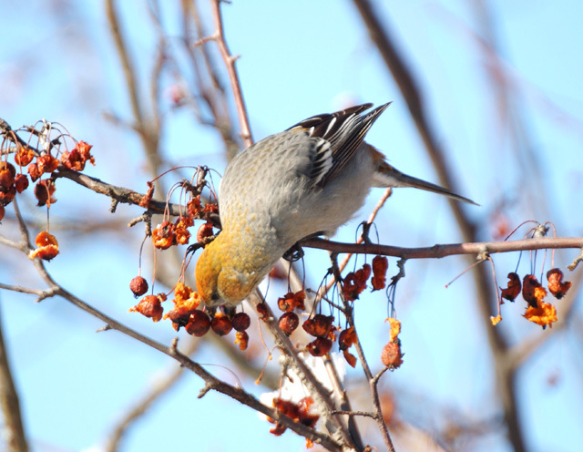 pine_grosbeak_female