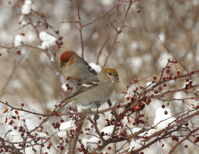 pine_grosbeak_females