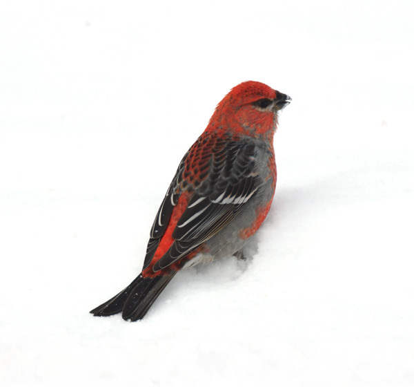 pine_grosbeak_male