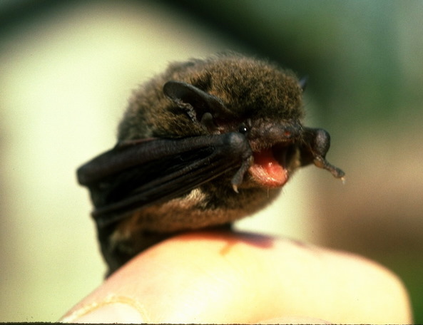 Pipistrellus tenuis