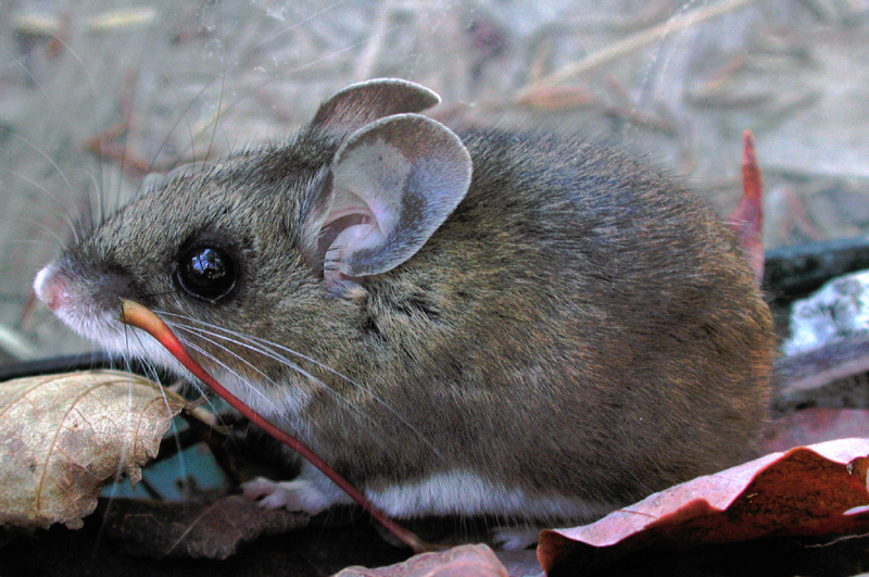 Peromyscus maniculatus