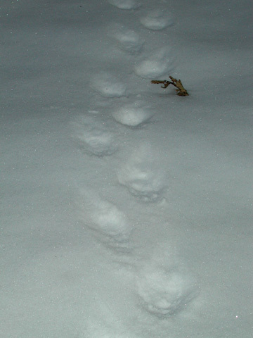 porkie_tracks