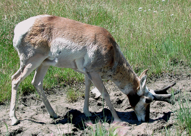 pronghorn1