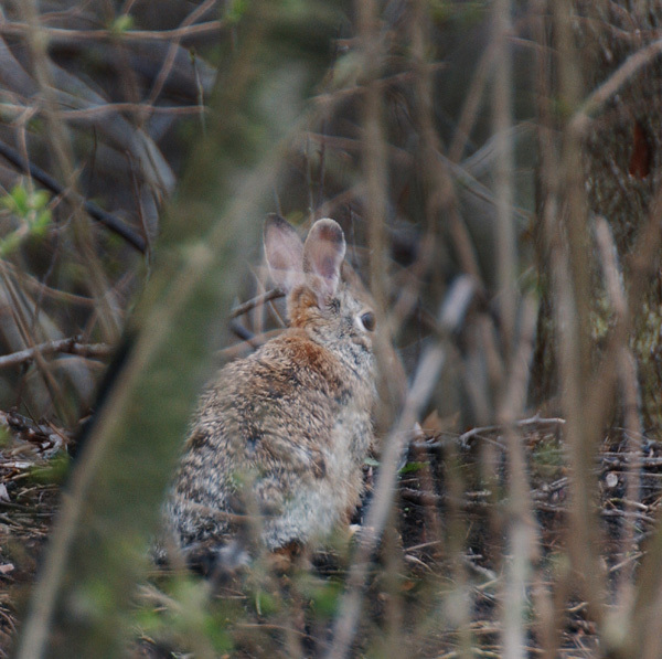 Leporidae