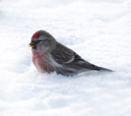 Photo of Carduelis flammea