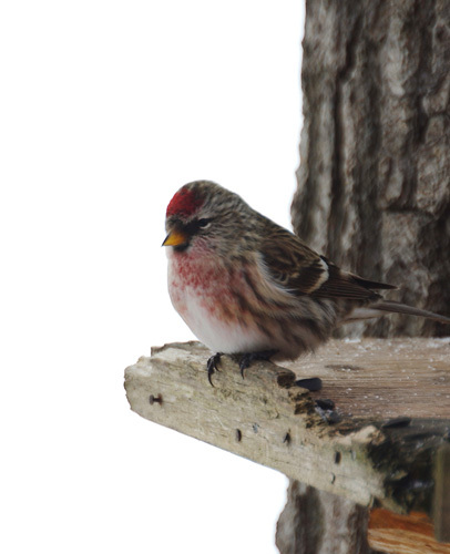 redpoll7