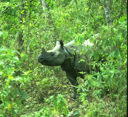 Rhinoceros unicornis