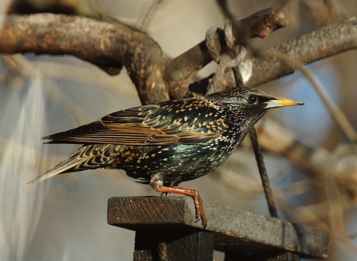 starling