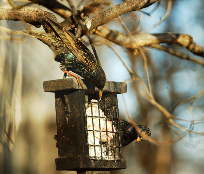 Passeriformes