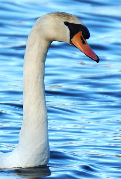 Anseriformes