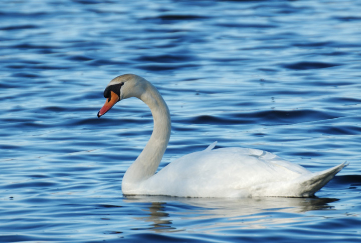 Anseriformes