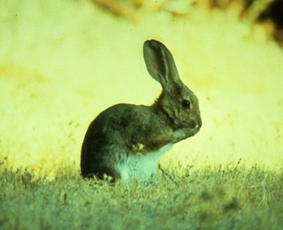 Sylvilagus