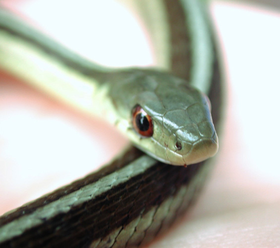 Thamnophis