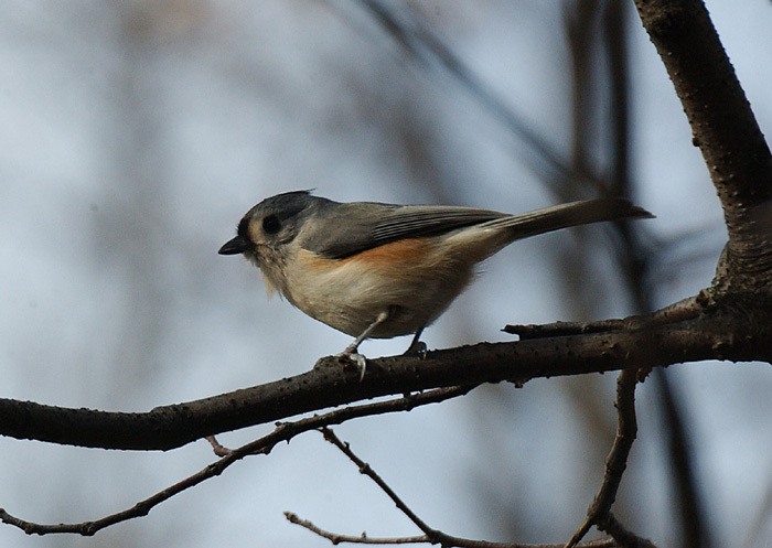 titmouse