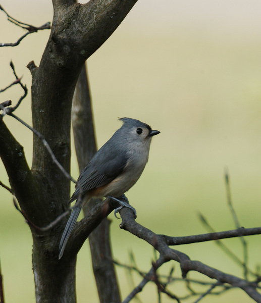 Passeriformes