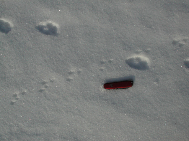 vulpes_and_leucopus_tracks