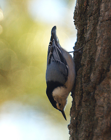 Sitta carolinensis