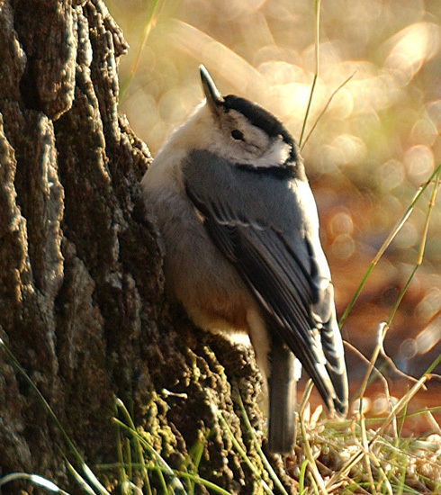 Deuterostomia