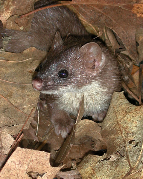 Mustelidae