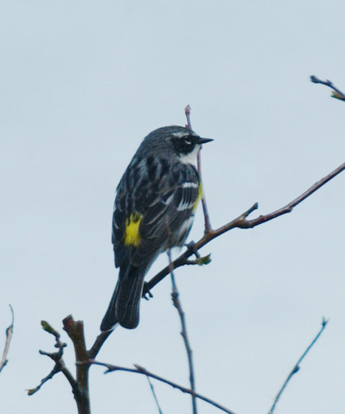 yellow-rump1