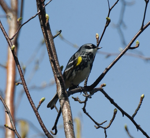 Photo of Dendroica coronata