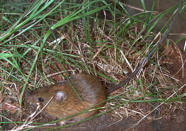 Rodentia