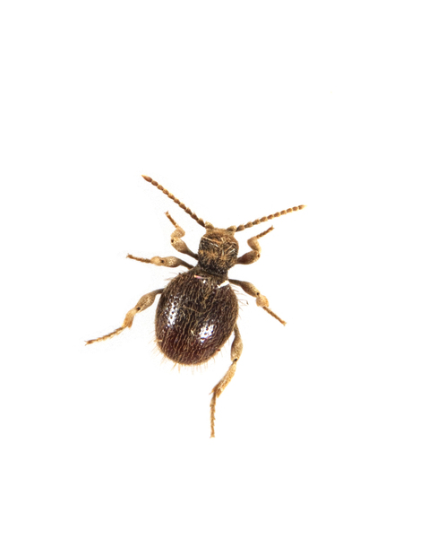 Niptus ventriculus