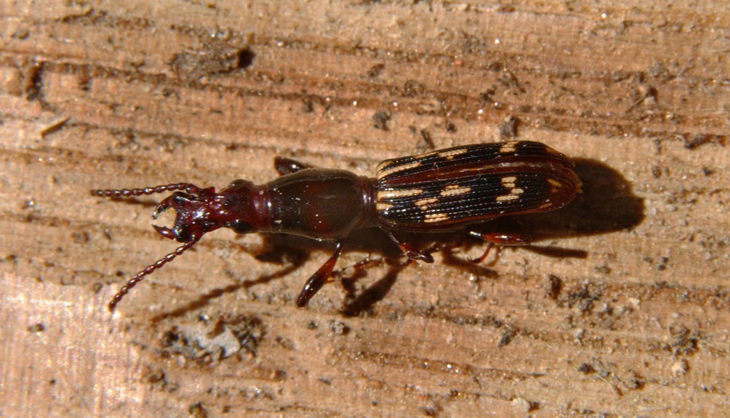 brentidae7998