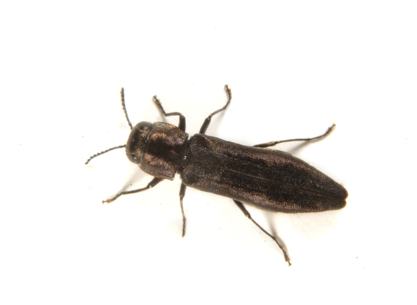 Coleoptera