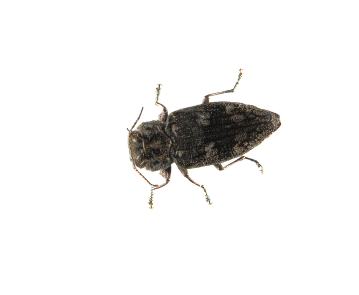 buprestid0021