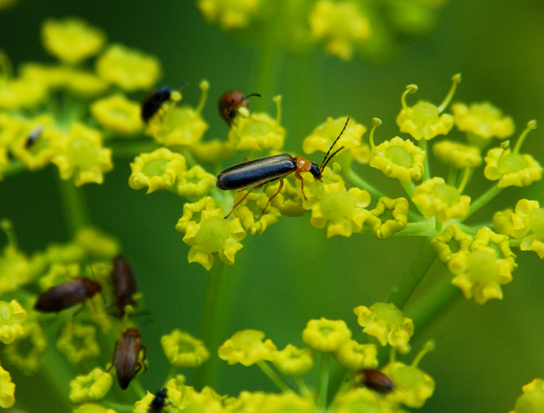 Coleoptera