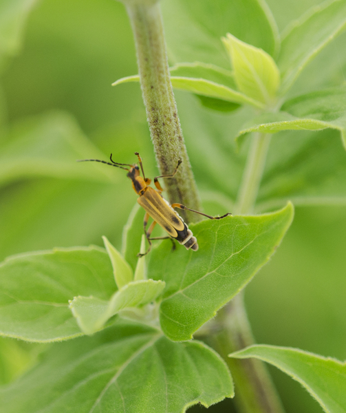 Chauliognathus2337