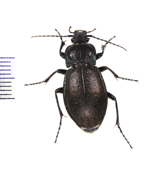 Coleoptera