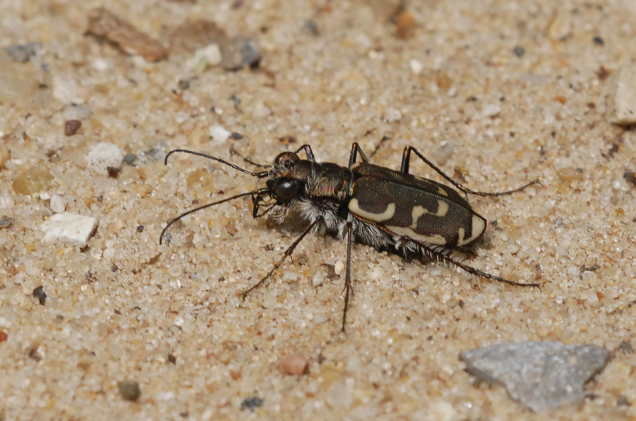 Cicindela repanda