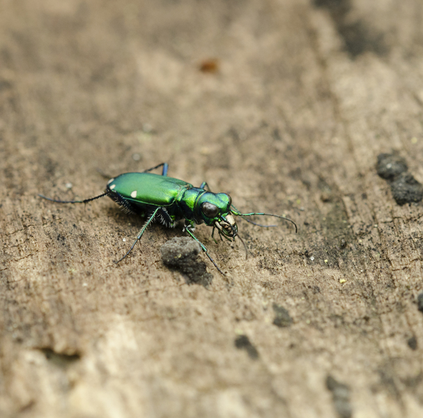 Cicindela1726