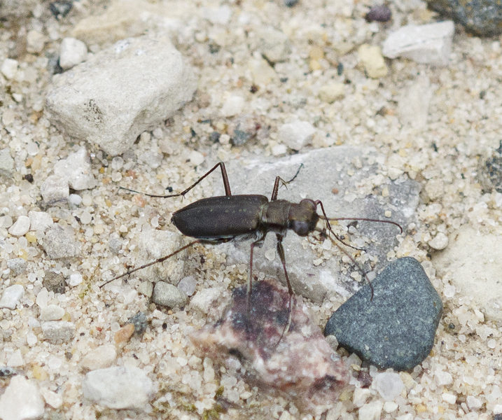 Cicindela