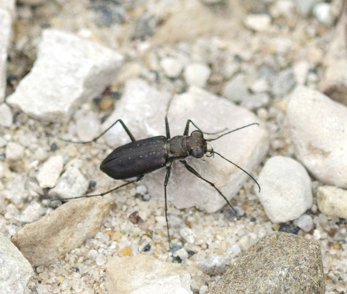 Cicindela3734