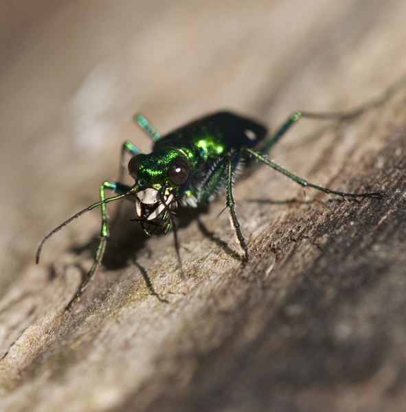 Cicindela7229