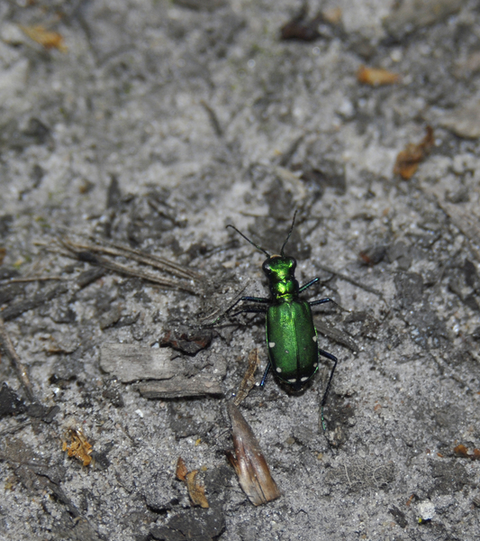 Cicindela_sexguttata0031