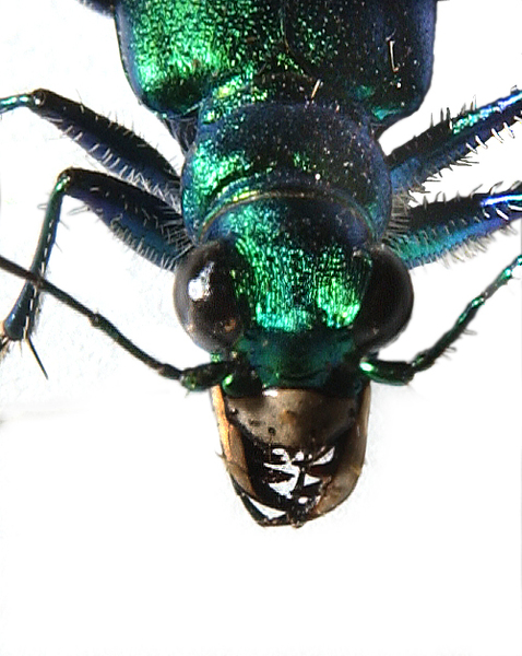 Cicindela_sexguttata4354