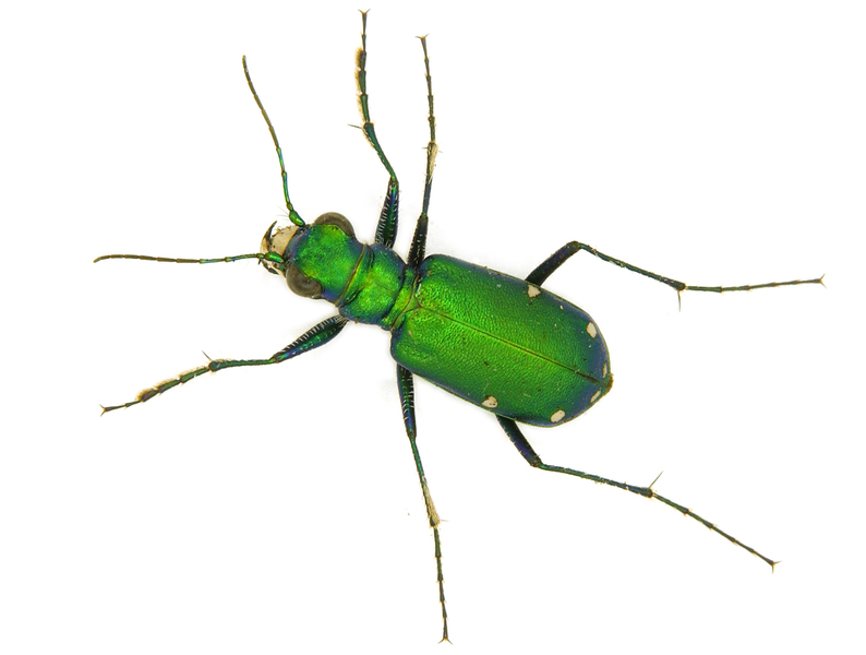 Cicindela sexguttata