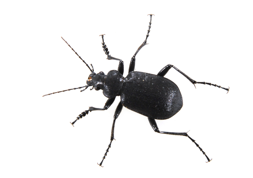 Calosoma frigidum