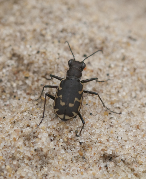 Carabidae