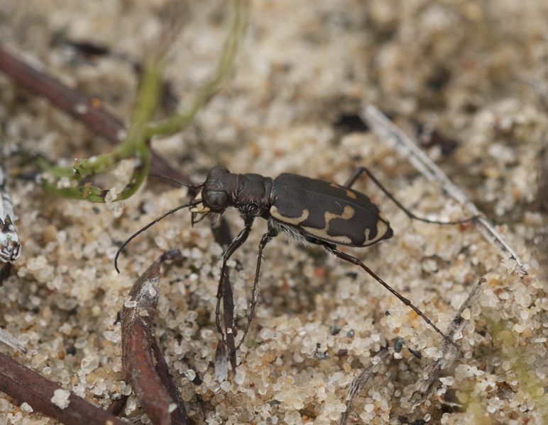 Cicindela hirticollis