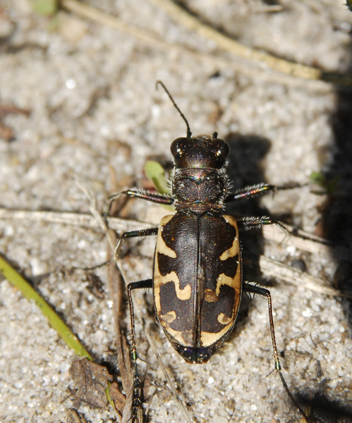 cicindela4915