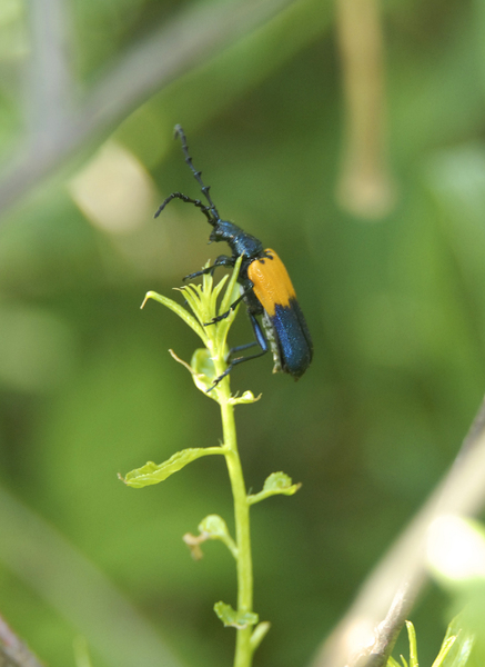 Coleoptera