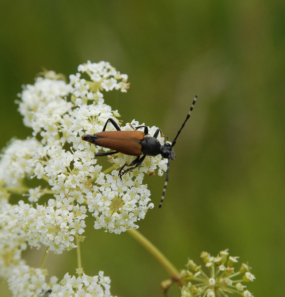 Coleoptera